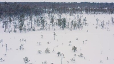 Западная Сибирь, оленевод ханты едет на оленьей упряжке в снегопад. Вид с воздуха.