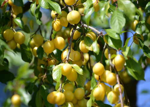 Зрелая желтая алыча (Prunus cerasifera)