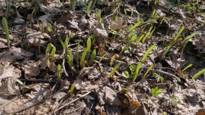 Южный Урал, молодые побеги тюльпана лесного (Tulipa sylvestris) в лесу весной.