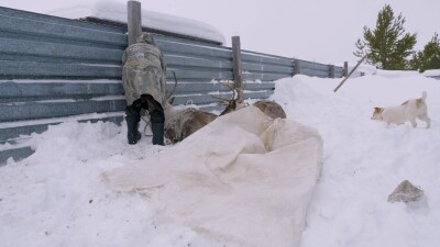 Западная Сибирь, Ханты-Мансийский автономный округ, село Русскинская: оленеводы народа ханты связывают северного оленя.