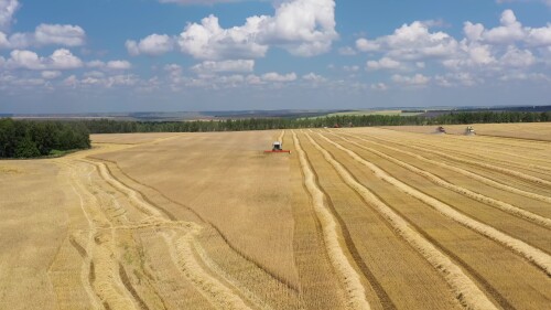 Поволжье, Оренбургская область, страда. Комбайны собирают урожай пшеницы на закате. Вид с воздуха.