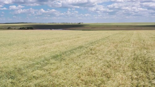 Поволжье, сезон сбора урожая. Поле спелой пшеницы. Вид с воздуха. Volga region, harvest season. A field of ripe wheat. Aerial view.