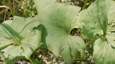 Южный Урал, белокопытник гладкий (Petasites radiatus) на берегу реки.