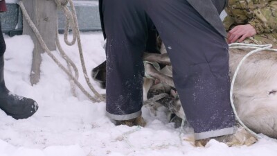 Западная Сибирь, Ханты-Мансийский автономный округ, село Русскинская: оленеводы народа ханты связывают северного оленя.