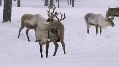 Западная Сибирь, стадо северных оленей в зимнем лесу.