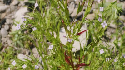 Южный Урал, цветущий кипрей мелкоцветковый (Epilobium parviflorum) у воды.