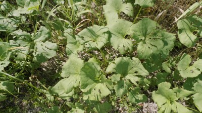 Южный Урал, белокопытник гладкий (Petasites radiatus) на берегу реки.