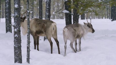 Западная Сибирь, стадо северных оленей в зимнем лесу.