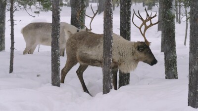 Западная Сибирь, стадо северных оленей в зимнем лесу.