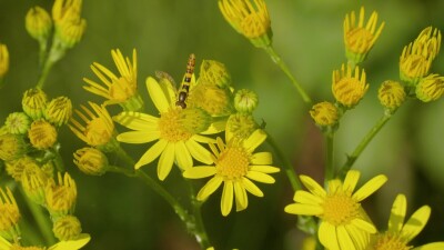 Южный Урал, цветущая якобея обыкновенная (Jacobaea vulgaris) на лужайке летом.