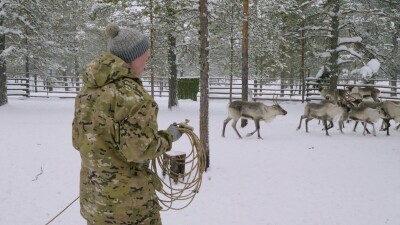 Западная Сибирь, оленевод ханты ловит северного оленя в загоне.