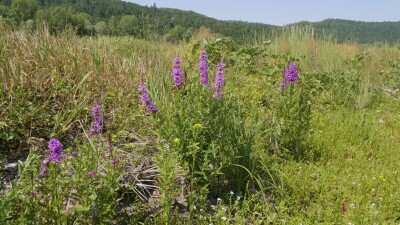 Южный Урал, цветущий дербенник иволистный (Lythrum salicaria) или плакун-трава на берегу реки.