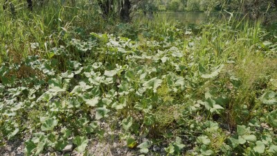 Южный Урал, белокопытник гладкий (Petasites radiatus) на берегу реки.