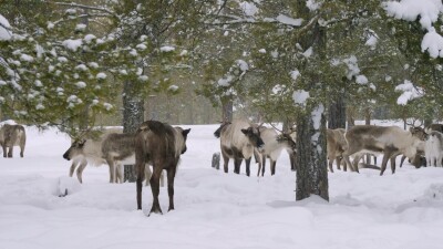 Западная Сибирь, стадо северных оленей в зимнем лесу.