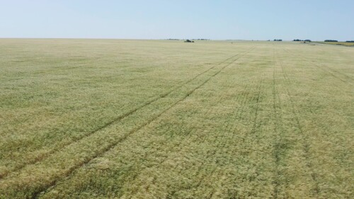 Поволжье, сезон сбора урожая. Поле спелой пшеницы. Вид с воздуха. Volga region, harvest season. A field of ripe wheat. Aerial view.