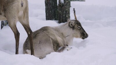 Западная Сибирь, стадо северных оленей в зимнем лесу.