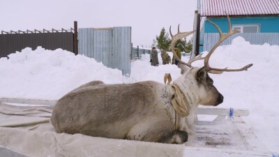 Западная Сибирь, Ханты-Мансийский автономный округ, село Русскинская: оленеводы ханты укладывают связанных оленей на нарты.