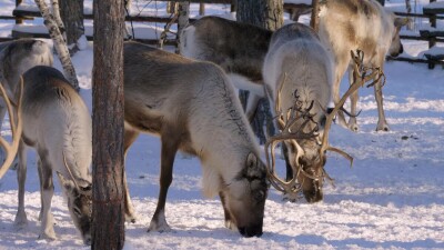 Западная Сибирь, стадо северных оленей в загоне.