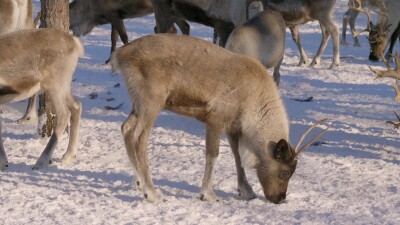 Западная Сибирь, стадо северных оленей в загоне.