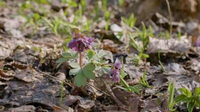 Южный Урал, цветущая хохлатка плотная (Corydalis solida) в лесу весной.