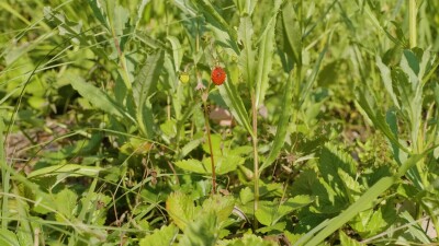 Южный Урал, ягоды земляники (Fragaria vesca) в траве.