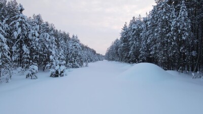 Зимний заснеженный лес на закате