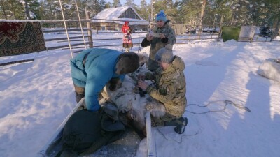 Западная Сибирь, стадо северных оленей в загоне.