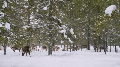 Западная Сибирь, стадо северных оленей в зимнем лесу.