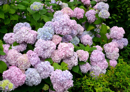 Куст обильно цветущей гортензии (Hydrangea L.)