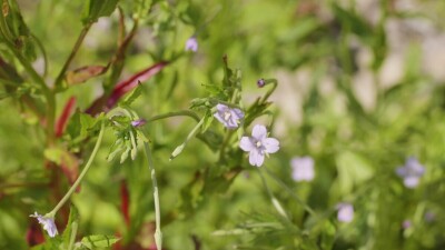 Южный Урал, цветущий кипрей мелкоцветковый (Epilobium parviflorum) у воды.