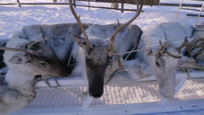 Западная Сибирь, оленеводы ханты выгружают оленей из нарт.