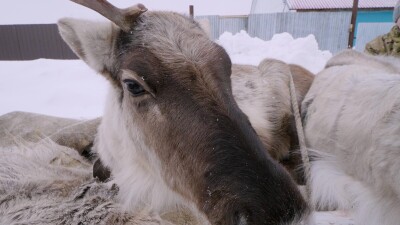 Западная Сибирь, Ханты-Мансийский автономный округ, село Русскинская: связанные северные олени лежат на нартах.