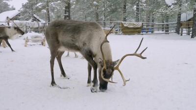 Западная Сибирь, северные олени в загоне едят рыбу