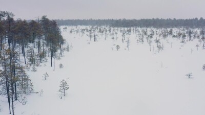 Западная Сибирь, оленевод ханты едет на оленьей упряжке в снегопад. Вид с воздуха.