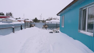 Западная Сибирь, село Русскинская: северные олени во дворе у оленевода ханты.