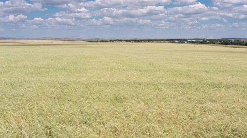 Поволжье, сезон сбора урожая. Поле спелой пшеницы. Вид с воздуха.