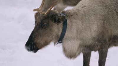 Западная Сибирь, стадо северных оленей в зимнем лесу.