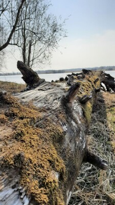 Старое упавшее дерево покрытое мхом, осенний пейзаж, на дальнем плане озеро