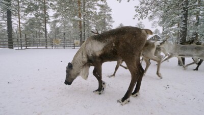 Западная Сибирь, стадо северных оленей в загоне.