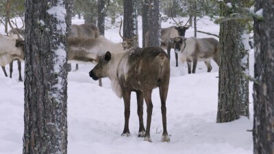 Западная Сибирь, стадо северных оленей в зимнем лесу.