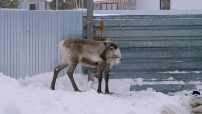 Западная Сибирь, село Русскинская: северные олени во дворе у оленевода ханты.