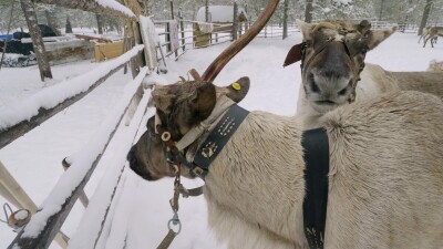 Западная Сибирь, оленевод ханты запрягает северных оленей в нарты.