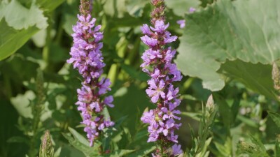 Южный Урал, цветущий дербенник иволистный (Lythrum salicaria) или плакун-трава на берегу реки.