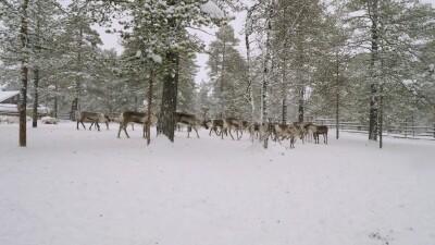 Западная Сибирь, оленевод ханты ловит северного оленя в загоне.