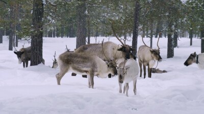 Западная Сибирь, стадо северных оленей в зимнем лесу.