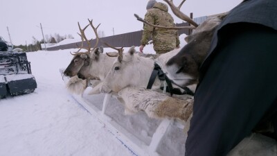 Западная Сибирь, Ханты-Мансийский автономный округ, село Русскинская: оленеводы ханты укладывают связанных оленей на нарты.