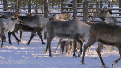 Западная Сибирь, стадо северных оленей в загоне.