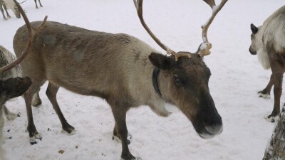 Западная Сибирь, оленевод ханты кормит северных оленей в загоне.