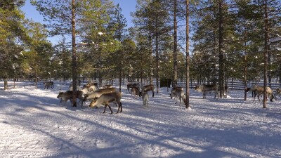 Западная Сибирь, стадо северных оленей в загоне.