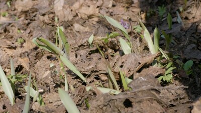 Южный Урал, молодые побеги тюльпана лесного (Tulipa sylvestris) в лесу весной